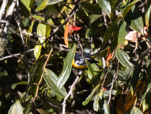 Machaerirhynchus nigripectus observed 2026-06-14