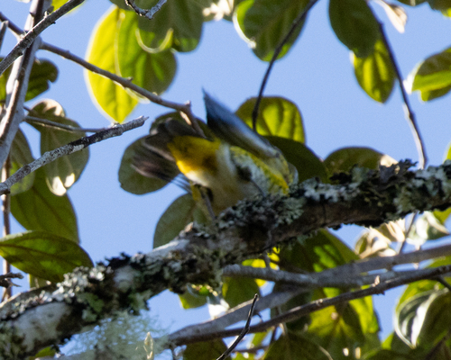 Oreocharis arfaki observed 2026-06-14