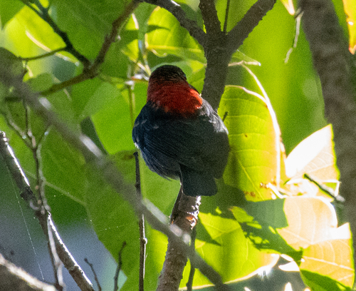 Red-collared Myzomela (Myzomela rosenbergii), photo 7