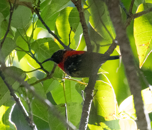 Red-collared Myzomela (Myzomela rosenbergii), photo 6