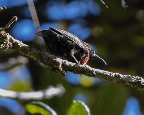 Red-collared Myzomela (Myzomela rosenbergii), photo 8