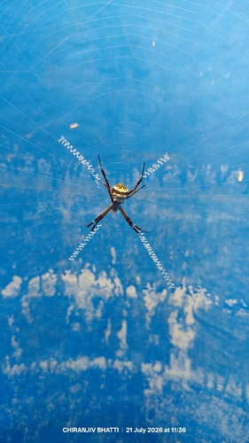 Signature Spider