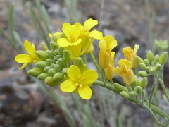 Physaria douglasii