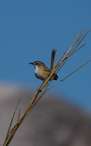 Malurus alboscapulatus observed 2026-07-22