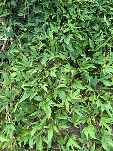 Ipomoea batatas observed 2026-07-21