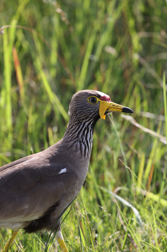 iNaturalist: (c) Otherwhere, some rights reserved (CC BY-NC), uploaded by Otherwhere iNaturalist image