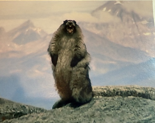 Hoary Marmot