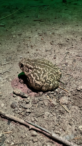 Woodhouse's Toad