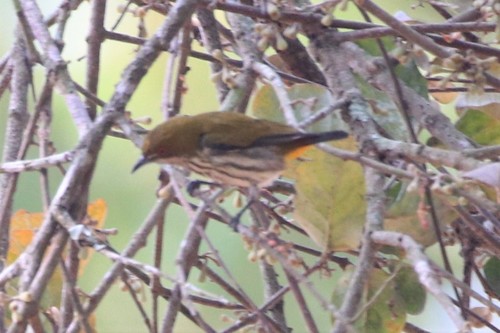 Yellow-vented Flowerpecker (Pachyglossa chrysorrhea), photo 5