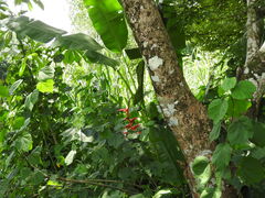 Heliconia collinsiana, photograph (c) Alexis López Hernández, some rights reserved (CC BY)