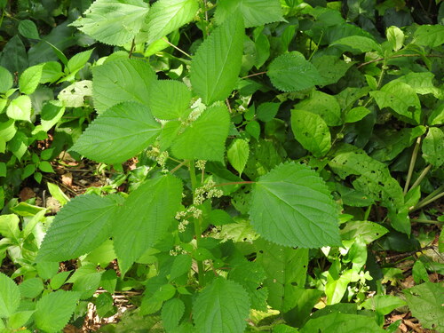 Laportea aestuans