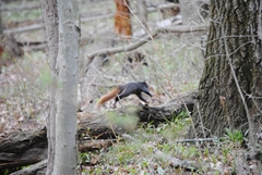 Sciurus carolinensis