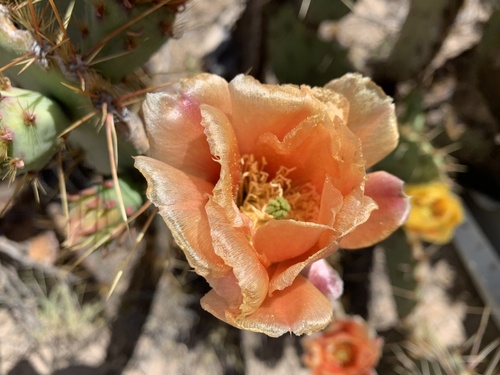 cold-hardy western pricklypear (Opuntia cyclodes)
