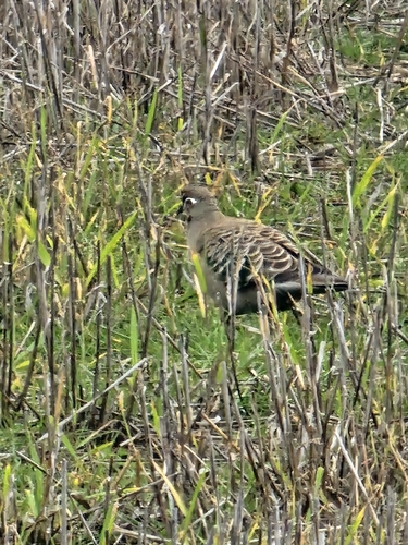 Common Bronzewing