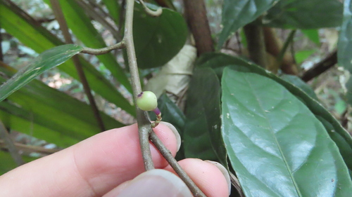 Aporosa frutescens observed 2025-07-24