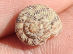 Anguispira strongylodes