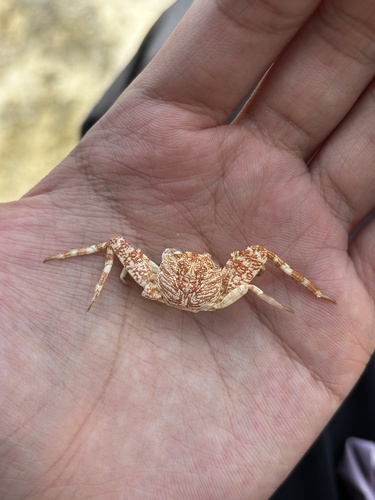 Mottled Lightfoot Crab