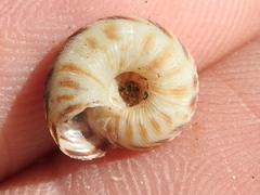 Anguispira strongylodes