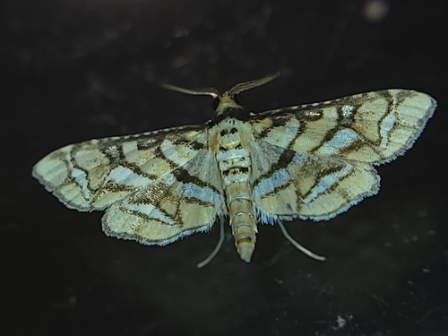 Magician Moth photo 6