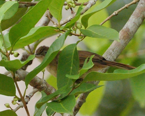 Charlotte's Bulbul
