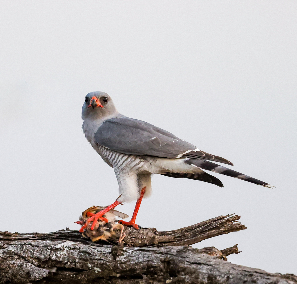 Gabar Goshawk