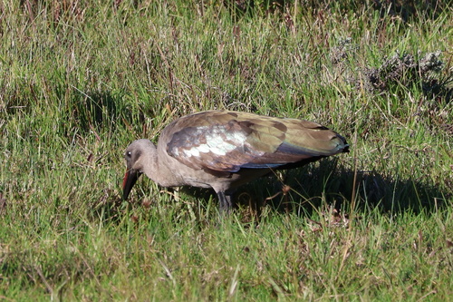 iNaturalist: (c) Gerhard Lemmer, some rights reserved (CC BY-NC), uploaded by Gerhard Lemmer iNaturalist image