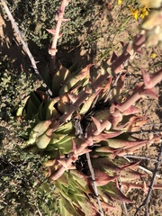 Dudleya acuminata