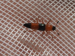 Languria trifasciata