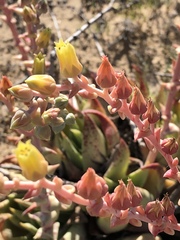 Dudleya acuminata