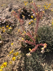 Dudleya acuminata