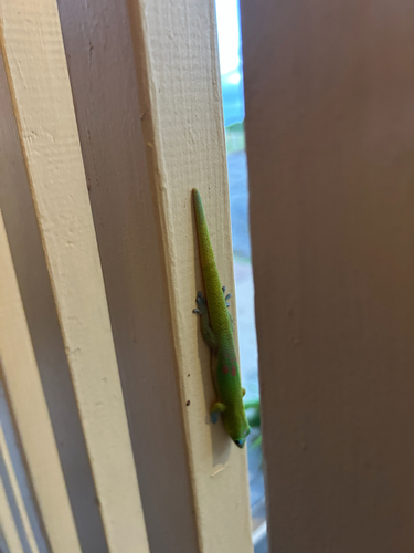 Phelsuma laticauda observed 2026-07-21