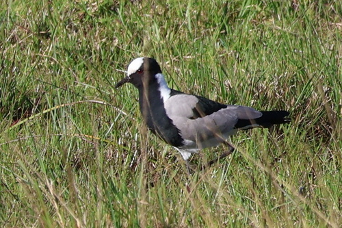 iNaturalist image
