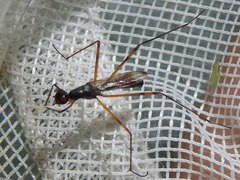 Rainieria antennaepes