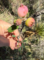 Malacomeles denticulata, photograph (c) Cody Hinchliff, some rights reserved (CC BY)