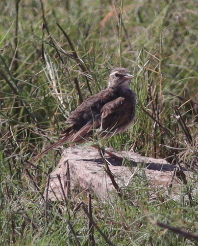 Singing Bush Lark (Mirafra javanica), photo 2