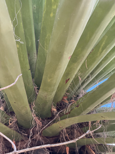 Yucca carnerosana