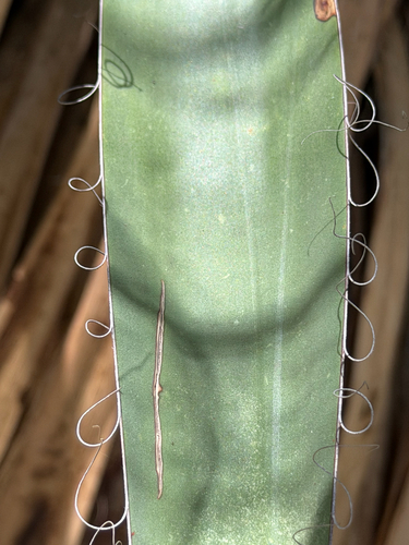 Yucca carnerosana
