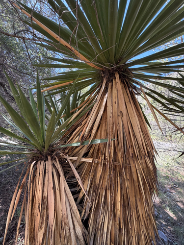 Yucca carnerosana