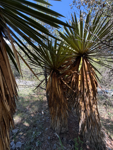 Yucca carnerosana