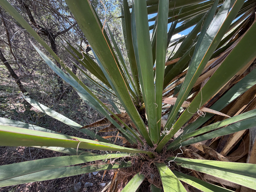 Yucca carnerosana