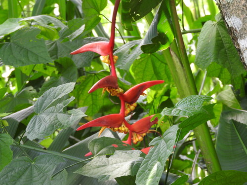 Heliconia collinsiana, photograph 3