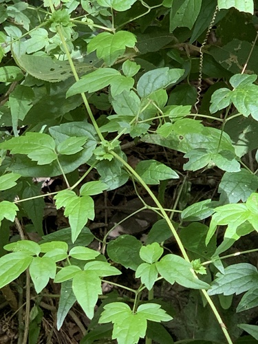 Clematis gouriana observed 2026-07-21