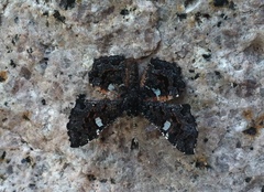 Calydna sturnula