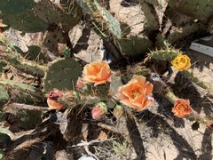 Opuntia cyclodes