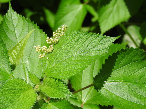 Laportea aestuans, photograph 2