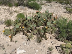 Opuntia cyclodes