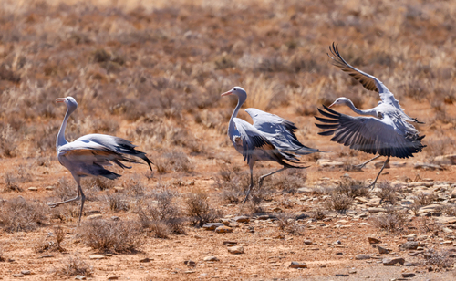 iNaturalist image