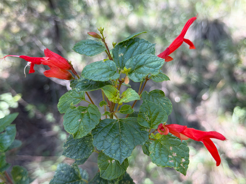 Salvia regla, photograph 6