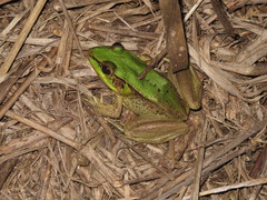 Lithobates bwana