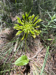 False eranthemum (Achroanthes corymbosa)